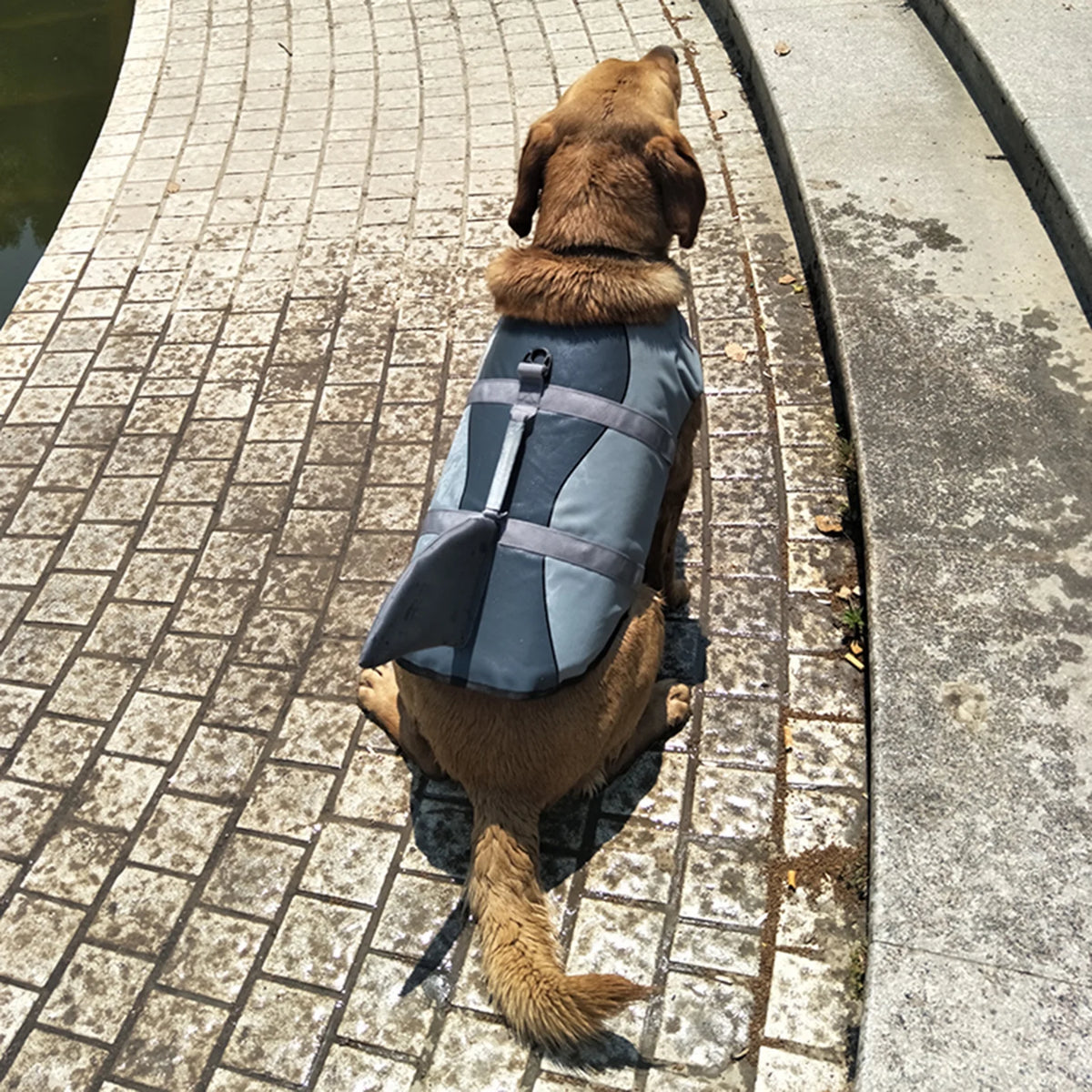 Dog Pet Shark Swimsuit Vest Safety Wear I5955