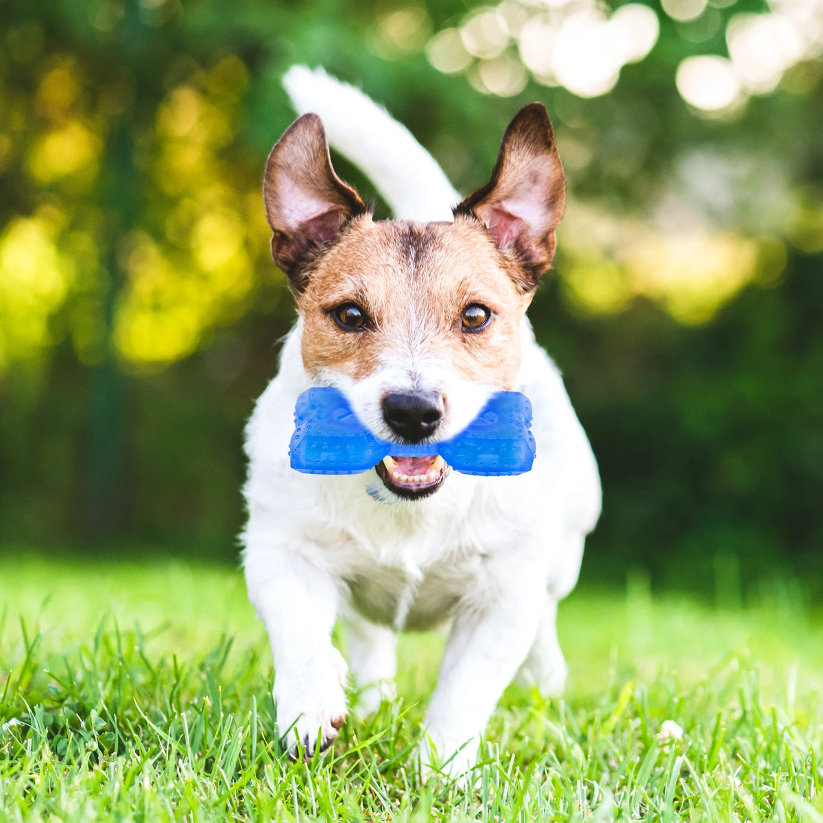 Pet Teether Cooling Chew Toy Pack of 2 (Ring and Bone) K929930