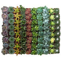 Collection of 40 Succulent X592