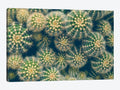Canvas Prints Cactus W2514