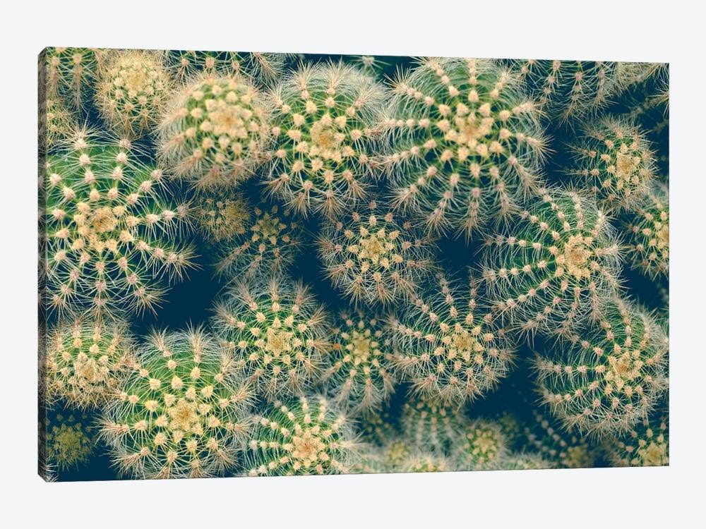 Canvas Prints Cactus W2514