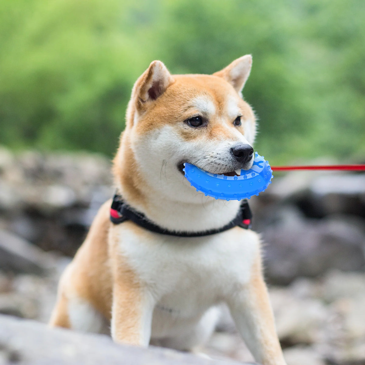 Pet Teether Cooling Chew Toy Pack of 2 (Ring and Bone) K929930